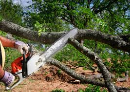 How Our Tree Care Process Works  in  Sam Rayburn, TX