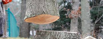 Sam Rayburn, TX Tree Services Company