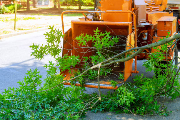 Best Commercial Tree Services  in Sam Rayburn, TX